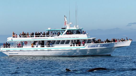 Avistamiento de ballenas en la bahía de Monterey