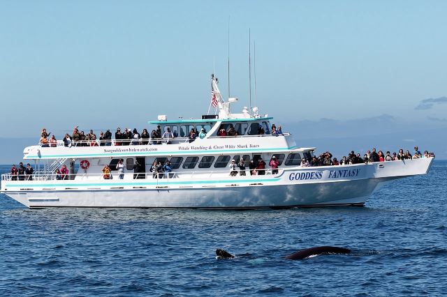 Observation des baleines dans la baie de Monterey