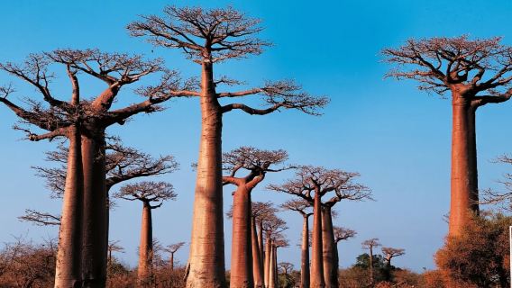 All kinds of translators, Guide , chartered private charter, photographers, business escorts, medical accompaniment, travel guides, customization throughout Sudan