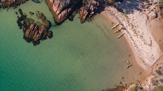 เดอะเฟรย์ซิเนทแพดเดิล