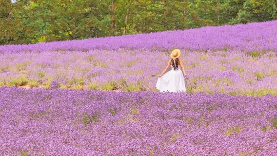 1-day tour in Hokkaido, Japan: Asahiyama Zoo, Shirogane Blue Pond (Aoiike), and summer purple flower fields