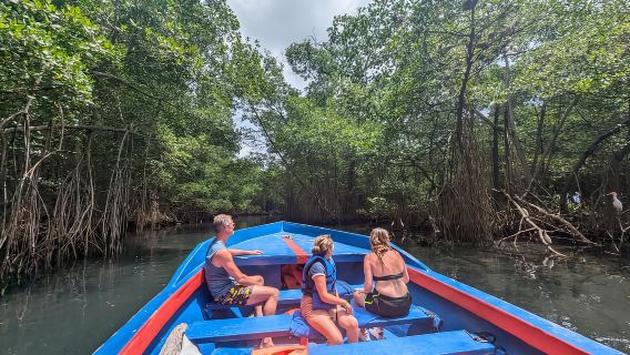 Excursion en bateau à Mangove - Rio San Juan Visite guidée de 4 à 6 heures