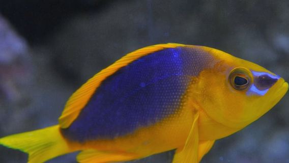 ตั๋วพิพิธภัณฑ์สัตว์น้ำคีย์เวสต์