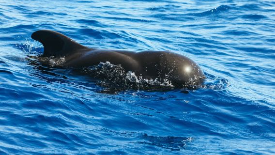 Tenerife: Jet Ski Tour with Optional Quad Trip