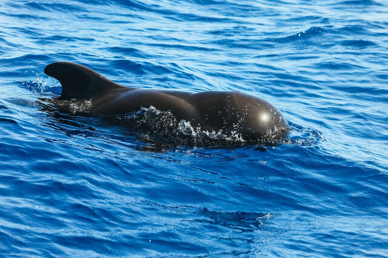 Tenerife: Tur Jet Ski dengan Perjalanan Quad Opsional