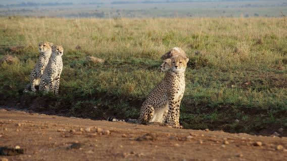 Parc national de Nairobi-David Sheldrick-Giraffe-Karen Blixen