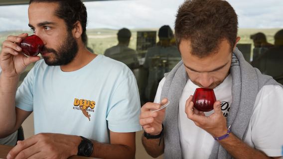 Jaén: corso di degustazione di olio d'oliva Aires de Jaén