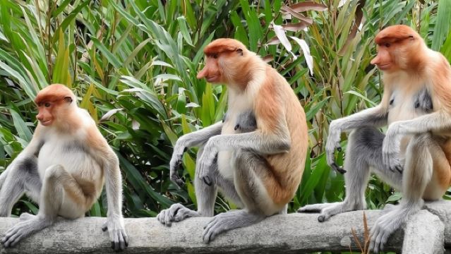 馬來西亞亞庇Kawa紅樹林半日遊【中文導遊+接駁+晚餐】