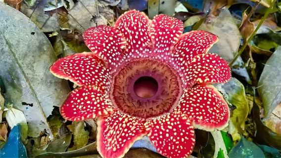 [King Flower of Mezhuo Village] One-Day Rainforest Hiking Tour in Mezhuo Village, Jinuo Mountain, Xishuangbanna, Yunnan