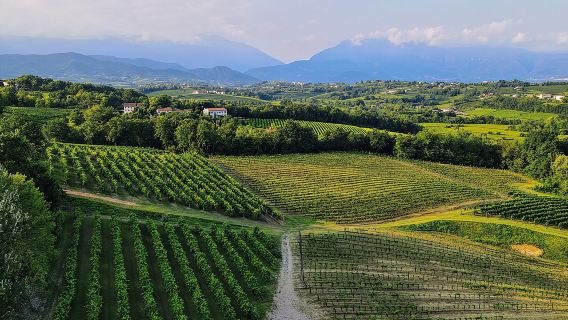 Exclusive Tour of the Vineyards with Visit to the Cellar!