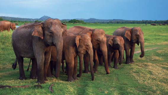 Udawalawe National Park Safari trip from Galle/Mirissa/Ella