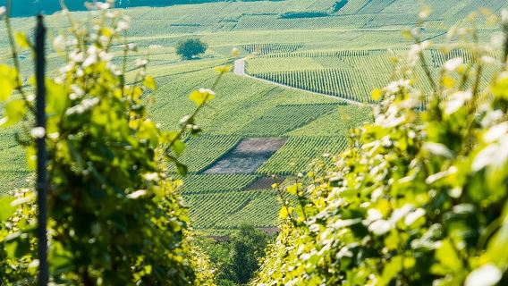 Champagne Day Trip with 6 Tastings, Reims and Winery from Paris