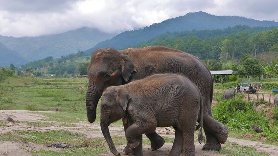 3-in-1: Doi Inthanon Tour, Elefantenschutzgebiet und Trekkingpfad
