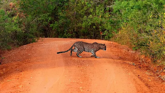 Excursión de un día a Yala Safari desde Bentota/Kalutara/Ahungalla/Hikkaduwa