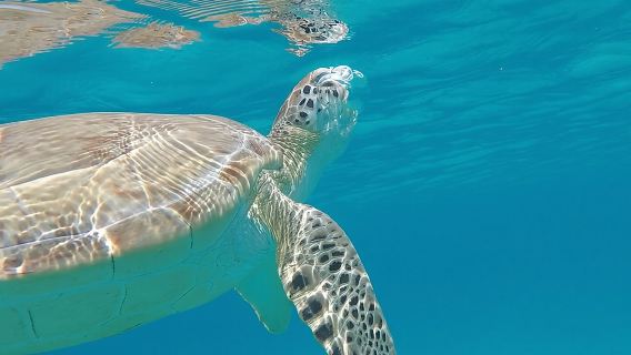 3 Hour Kayak and Snorkel Tour
