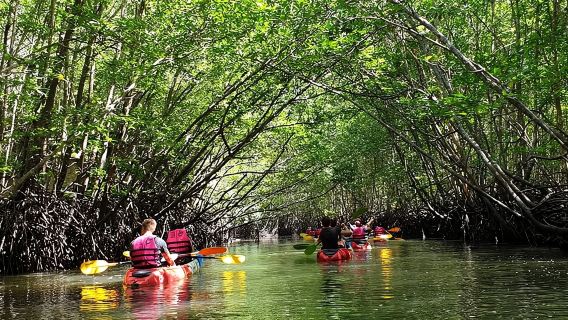 Mangrove Tour by Kayaking in Ko Lanta With Lunch