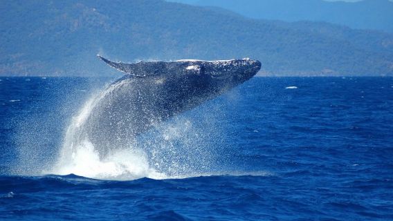 Cairns Emerald Island Whale Watching one-day tour[Fitzroy Island Optional Snorkeling/Glass Bottom Boat/Lunch]
