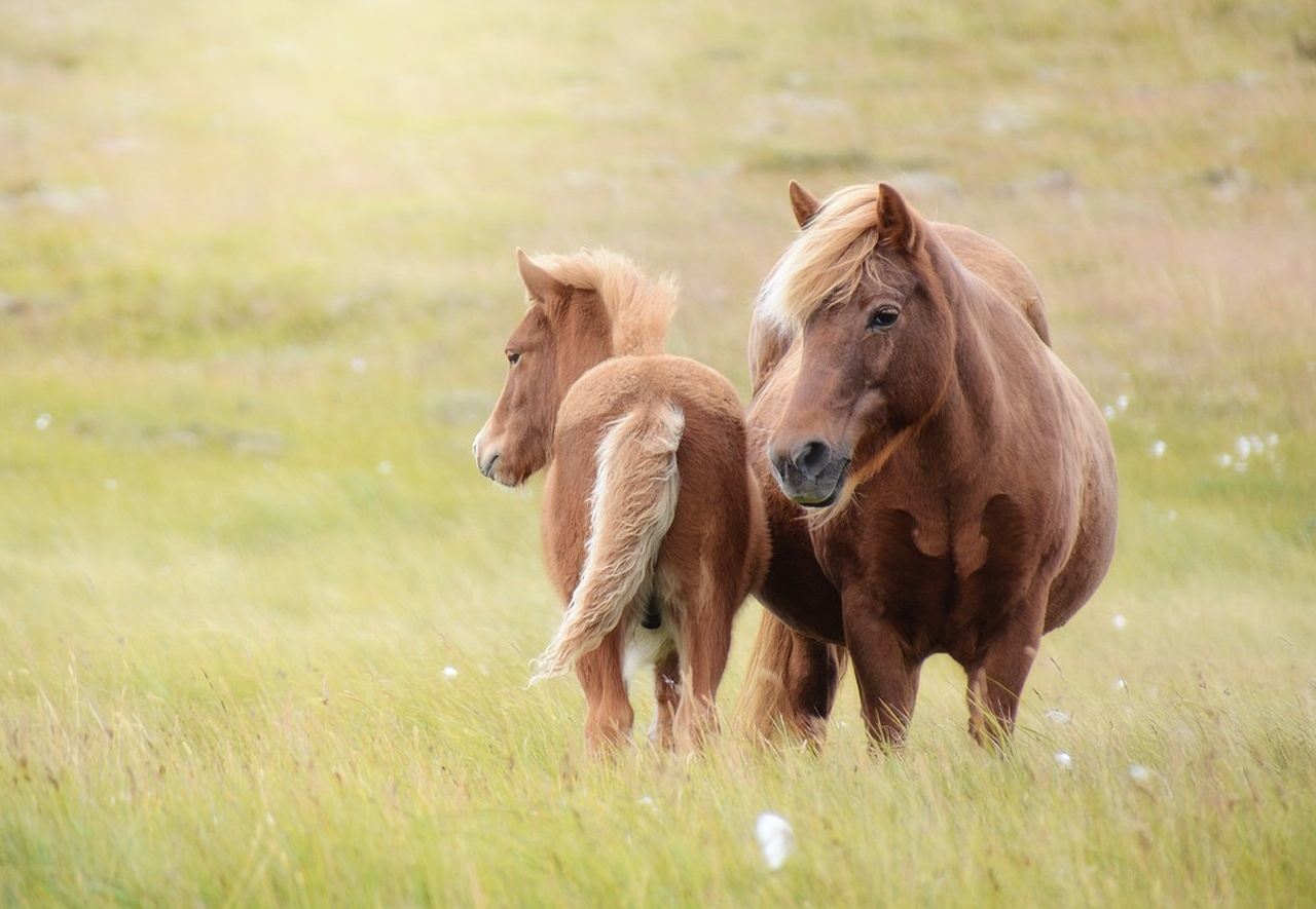 Icelandic Horse Riding Experience Half-day Tour (English Group)