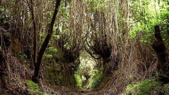 La Palma: Geführte Trekkingtour zum Cubo de la Galga