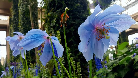 Tour delle luci natalizie di Longwood Gardens da Philadelphia