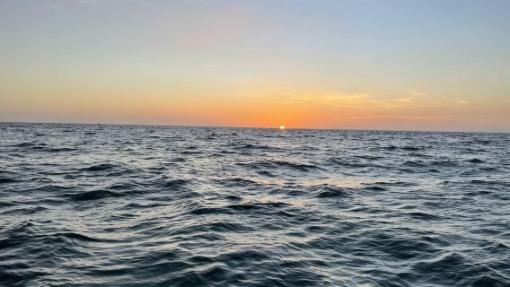 Tampa Bay: crociera al tramonto con le case delle celebrità e la fauna selvatica