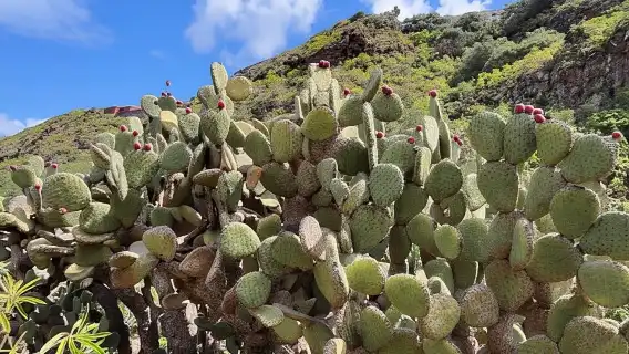 Las Palmas: Botanic Garden Tour (Option Bandama Upgrade)