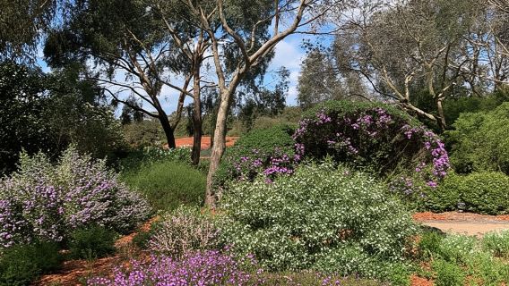 Melbourne: Recorrido eléctrico por los jardines Cranbourne