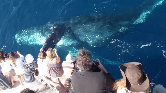 Newport Beach Whale and Dolphin Watching Cruise