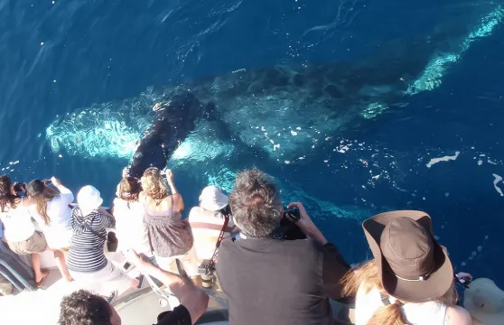 紐波特海灘賞鯨賞豚遊船之旅