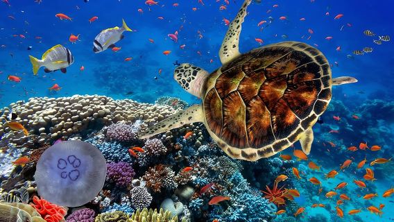 Marsa Mubarak Snorkeling Sea Trip, Lunch & Transfer :Marsa Alam