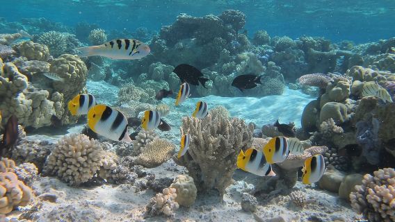 Half day Snorkeling Shared Boat Tour in Bora Bora