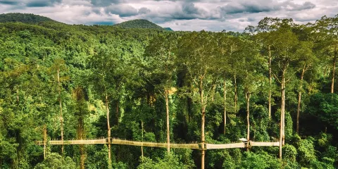 望天樹+勐遠仙境私家團一日遊【雨林穿越+雨林大餐+望天樹】