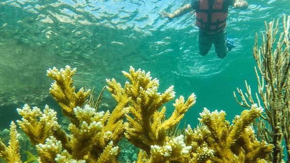 Excursión local de pesca y snorkel en Isla Mujeres
