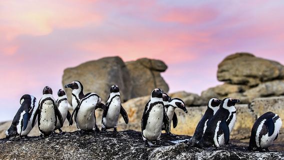 Lawatan Kumpulan Persendirian Cape Town ke Cape of Good Hope dan Boulders Penguin Colony