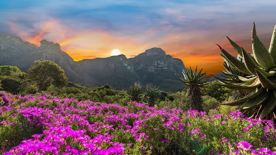 Visite des jardins botaniques de Kirstenbosch et dégustation de vins de Constantia.