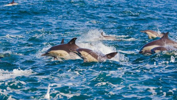 Mauritius Dolphin Bay Seven Colored Earth Western Journey