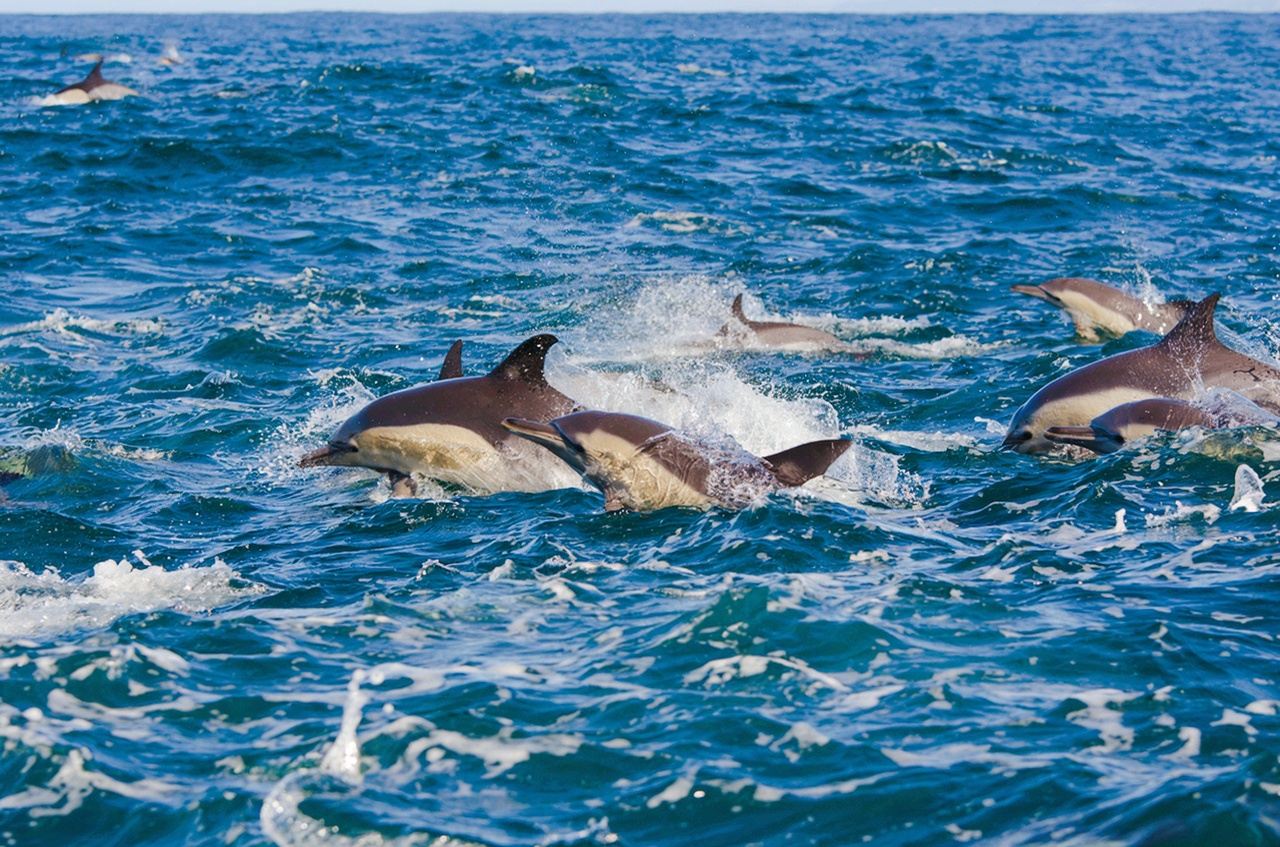 Mauritius: Delfinbucht, Siebenfarbige Erde und Westküsten-Tour
