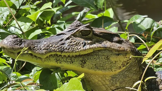 Canoe tour in Tortuguero National Park