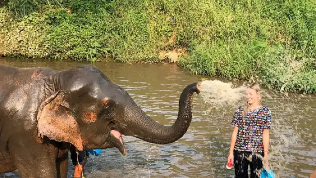 泰國清邁府清邁康達大象保護區半日遊【歡樂半日遊】