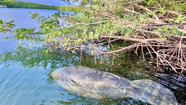 Geführte Paddeltour zur Seekuhsaison ab Virginia Key