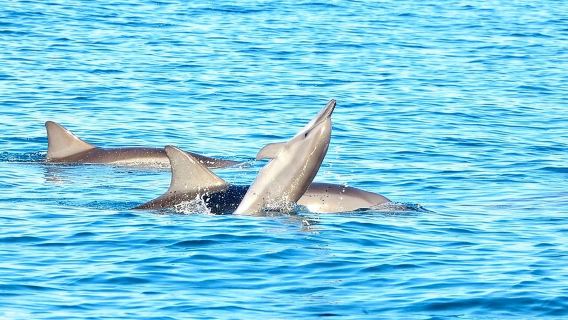 Wild Dolphin Swim & Curated Southwest Mauritius Experience