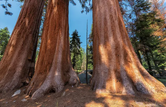 美國洛杉磯出發：美洲杉國家公園包車一日遊【酒店上門接送】