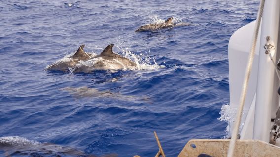 From Funchal: Cabo Girao Sunset Cruise on Luxury Catamaran