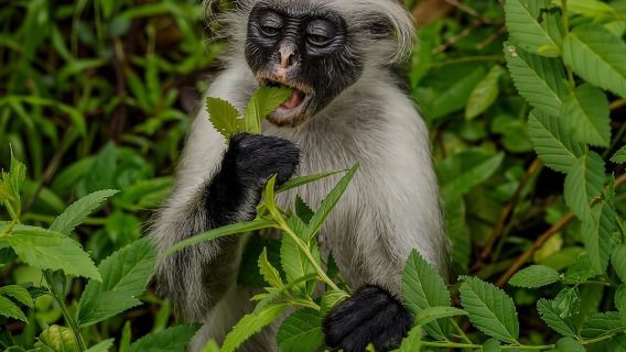 Zanzibar: Jozani Forest National Park Guided Tour