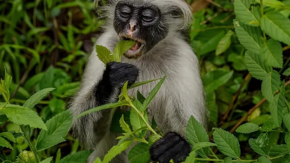 Zanzibar: Jozani Forest National Park Guided Tour