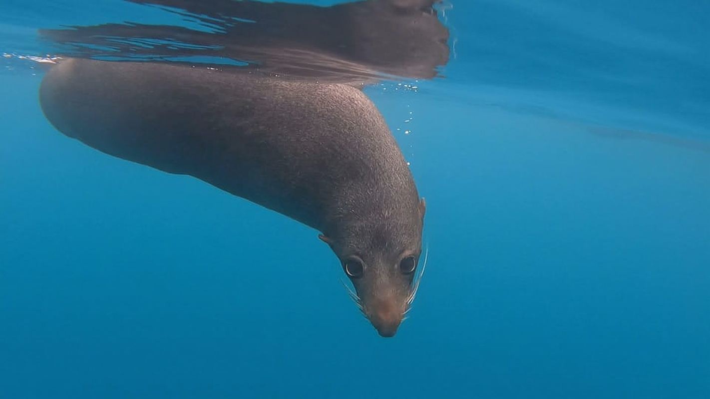 Kaikōura: Kayak Sunset Tour with Seal Sightings