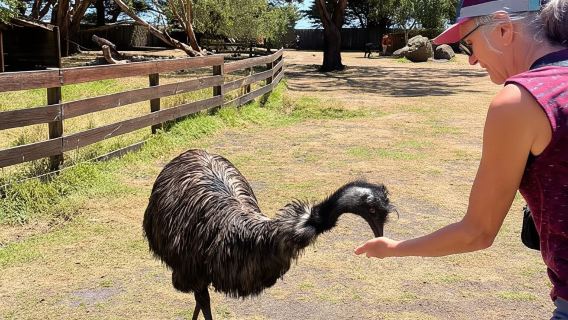 Dari Melbourne: Great Ocean Road, Dingos, Sparkling & Makan Tengahari