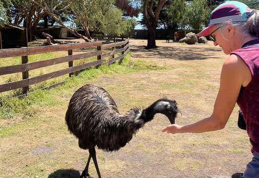 From Melbourne: Great Ocean Road, Dingos, Sparkling & Lunch AUD 166.41