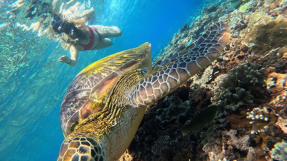 Da Lembongan: snorkeling in 3 punti, mangrovie e tour via terra
