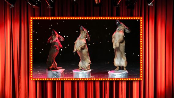 Popovich Comedy Pet Theater in Las Vegas